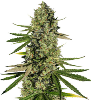 1719417210021.png 1719417210021.png