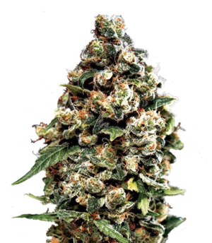 1719509273230.png 1719509273230.png