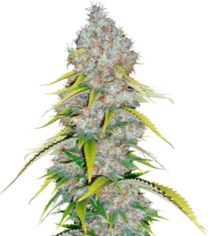 1719933676161.png 1719933676161.png