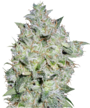 1719933751555.png 1719933751555.png