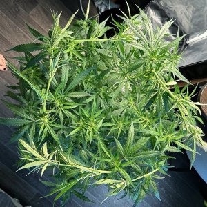 IMG_4419.jpeg IMG_4419.jpeg