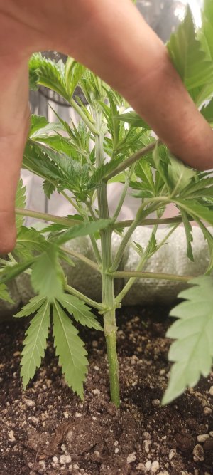 IMG_20240709_200732.jpg IMG_20240709_200732.jpg