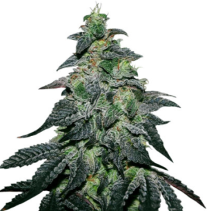 1721249827931.png 1721249827931.png