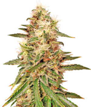 1721249892387.png 1721249892387.png