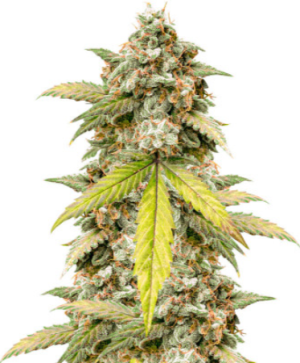 1721259086885.png 1721259086885.png