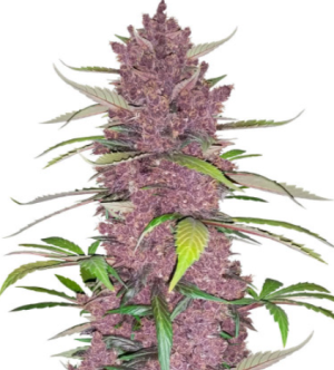 1721259149767.png 1721259149767.png