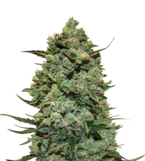 1721312083393.png 1721312083393.png