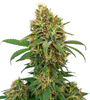 1721809089968.png 1721809089968.png