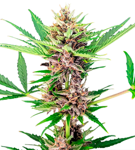 1721809095600.png 1721809095600.png