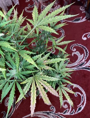 IMG_2998.jpeg IMG_2998.jpeg