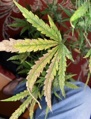 IMG_2999.jpeg IMG_2999.jpeg