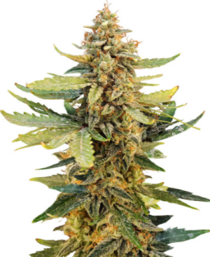 1722600747173.png 1722600747173.png