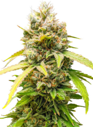 1722600826830.png 1722600826830.png