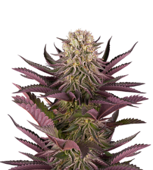 1723036467758.png 1723036467758.png