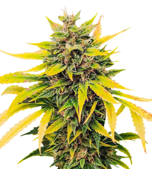 1723036472887.png 1723036472887.png