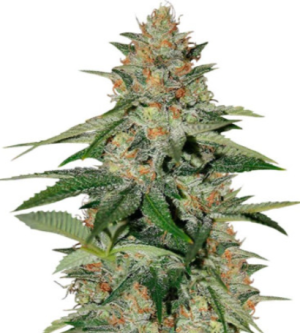 1723644881408.png 1723644881408.png