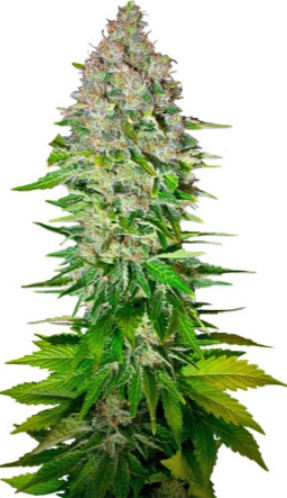 1723644914449.png 1723644914449.png