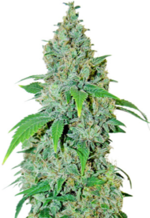 1723647509000.png 1723647509000.png