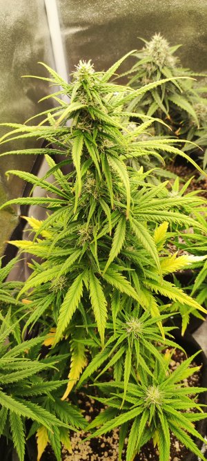 1000006971.jpg 1000006971.jpg