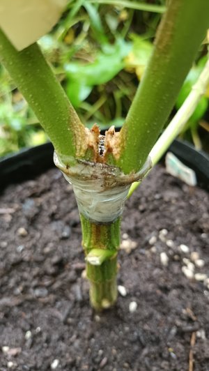 IMG_20240823_084231.jpg IMG_20240823_084231.jpg