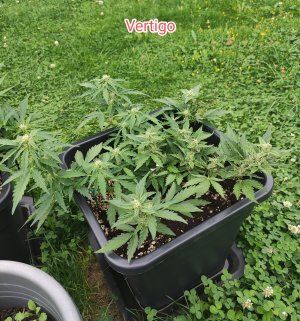 IMG_20240823_182109 (1).jpg