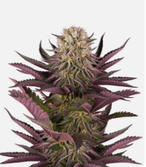 1725385756594.png 1725385756594.png