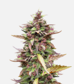 1725385803177.png 1725385803177.png