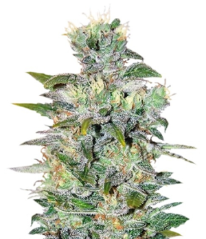 1726597573372.png 1726597573372.png