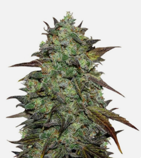 1726656415642.png 1726656415642.png