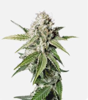 1726657813520.png 1726657813520.png