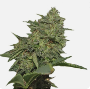 1726659259726.png 1726659259726.png