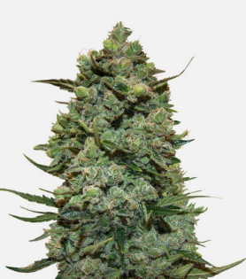 1726659281420.png 1726659281420.png