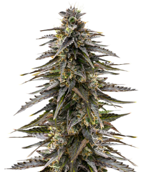 moonshine cookies.png moonshine cookies.png