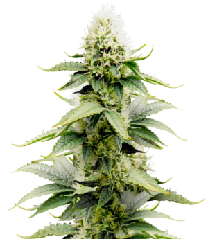 miracle alien cookies.png