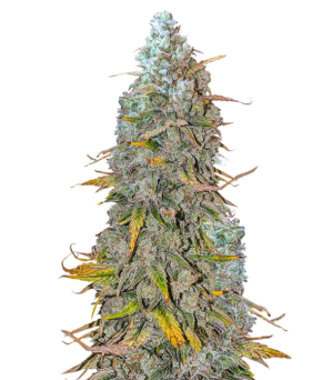 whiskey zulu auto.png