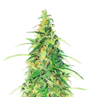 1727886467649.png 1727886467649.png