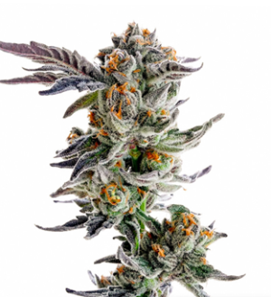 1728302855236.png 1728302855236.png