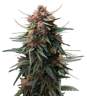 1728302859874.png 1728302859874.png