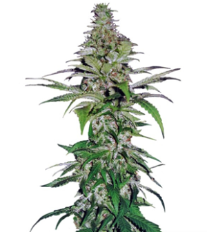 1728407280241.png 1728407280241.png