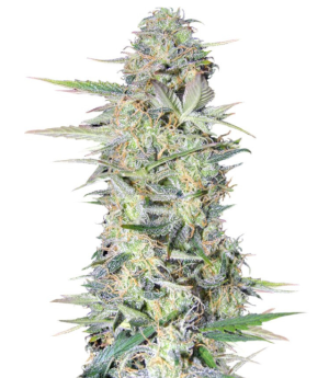 1728908901061.png 1728908901061.png