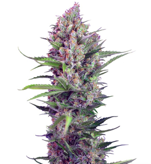 1728922312510.png 1728922312510.png