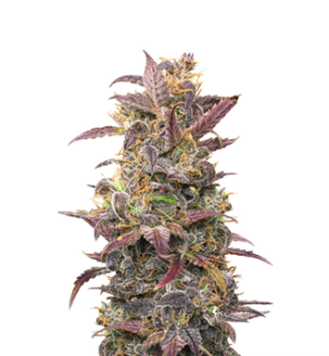 1728922362179.png 1728922362179.png