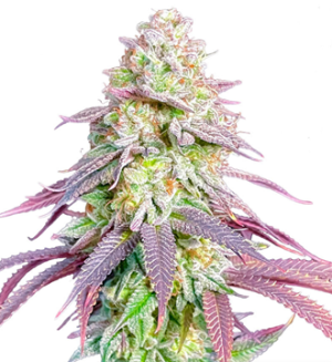 1728922366314.png 1728922366314.png