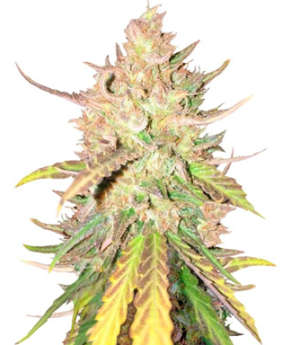 1729161091608.png 1729161091608.png