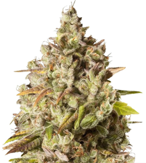 1729161095119.png 1729161095119.png