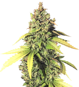 1729163466453.png 1729163466453.png