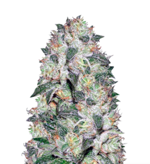 1729248515538.png 1729248515538.png