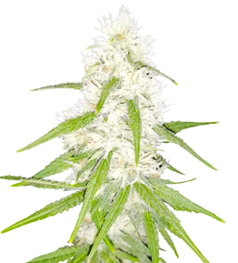 1729341083143.png 1729341083143.png