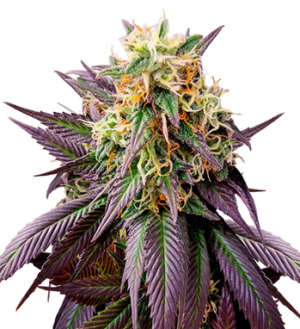 1730134432513.png 1730134432513.png