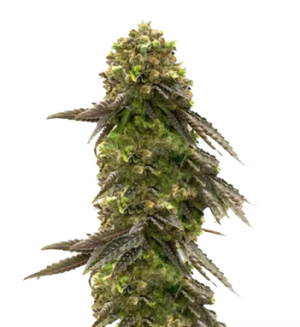 1730134460626.png 1730134460626.png